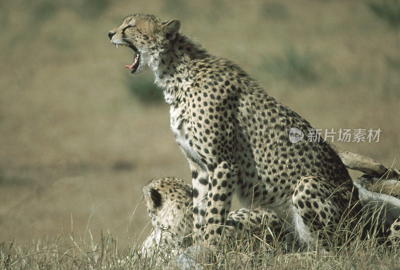 Cheetah yawning